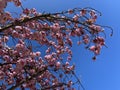 Pretty Pink Kwanzan Cherry Blossoms and blue sky in April