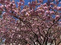 Pretty Pink Kwanzan Cherry Blossoms Canopy in April