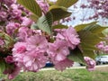 Pretty Pink Kwanzan Cherry Blossoms and Green Leaves