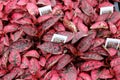 Bright pink leaves of plants with spots of white and green, signs stating what they are, Sunnyside Gardens,Saratoga New York, 2018