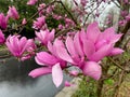 Pretty Pink Magnolia Blossoms in the Rain in March