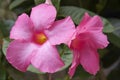 Pink Mandevilla Royalty Free Stock Photo