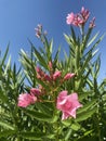 Pretty pink oleander flowers with the blue sky in the background Royalty Free Stock Photo