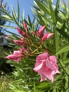 Pretty pink oleander flowers with the blue sky in the background Royalty Free Stock Photo