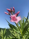Pretty pink oleander flowers with the blue sky in the background Royalty Free Stock Photo