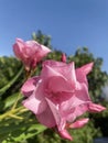 Pretty pink oleander flowers with the blue sky in the background Royalty Free Stock Photo