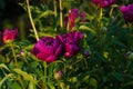 Pretty Pink Peonies Flowers Royalty Free Stock Photo