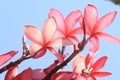Pretty pink Plumeria Frangipani Tropical Spa Flower. Royalty Free Stock Photo