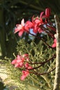 Pretty pink Plumeria Frangipani Tropical Spa Flower. Royalty Free Stock Photo