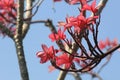 Pretty pink Plumeria Frangipani Tropical Spa Flower. Royalty Free Stock Photo