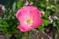 Pretty pink poppy Royalty Free Stock Photo