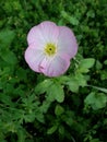 Pretty pink poppy wild flower Royalty Free Stock Photo