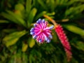 Pretty pink and purple alien plant growing in Stellenbosch Botanical Garden.