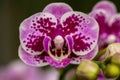 Pretty Pink And Red Orchid Flower Love Gift Royalty Free Stock Photo