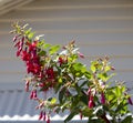 Pretty pink and red single fuchsia in summer flower. Royalty Free Stock Photo