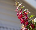 Pretty pink and red single fuchsia in summer flower. Royalty Free Stock Photo