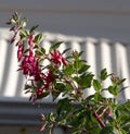 Pretty pink and red single fuchsia in summer flower. Royalty Free Stock Photo