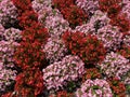 Pretty Pink and Red Summer Flowers in August