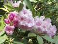 Pretty pink Rhododendron flowers, buds and green leaves Royalty Free Stock Photo