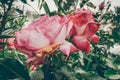 Pretty pink roses blooming in the garden