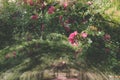 Detail of Rose Arbor Tunnel with Pink Roses Royalty Free Stock Photo