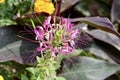 A Pretty Pink Spiney Spiderflower (Cleome Spinosa)