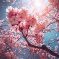 Pretty in Pink: A Stunning Cherry Blossom Tree in S.D. Style Royalty Free Stock Photo