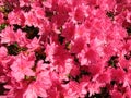 Pretty Pink Sunlit Azalea Flowers in April in Spring