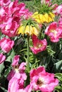 Pretty pink tulips with a few Yellow Imperial Crown growing throughout the garden beds