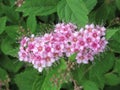 Pretty pink and white flowers in summer, British Columbia, Canada, 2018 Royalty Free Stock Photo