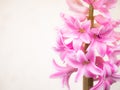 Pretty pink and white hyacinth flowers on white background Royalty Free Stock Photo