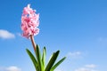 Pretty pink and white hyacinth flowers with a blue sky in the background