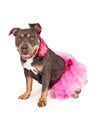Pretty Pit Bull Wearing Pink Tutu Royalty Free Stock Photo