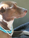 Pretty pitador mutt wearing pearls. Girl with the pearl necklace.