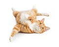 Playful Orange Tabby Cat on White Royalty Free Stock Photo