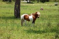 Pretty Pony outstanding in his field