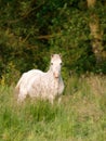 Pretty Pony In Paddock