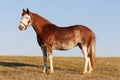 Pretty pony standing on a hillside