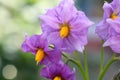 PRETTY POTATO FLOWER