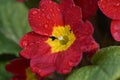 Primula Royalty Free Stock Photo