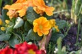Primula Royalty Free Stock Photo