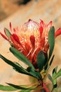 Pretty protea flower Royalty Free Stock Photo