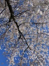 Pretty Puffy White Cherry Blossoms on a Spring Day.