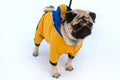 Pretty pug-dog in winter outerwear.