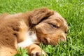 A nice puppy australian shepherd