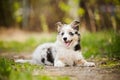 Pretty puppy border collie