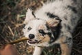 Pretty puppy border collie