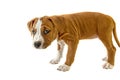 Pretty puppy, cute dog American Staffordshire Terrier, isolated on white background Royalty Free Stock Photo