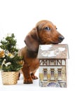 Pretty puppy dachshund dog Royalty Free Stock Photo