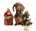 Pretty puppy dachshund dog Royalty Free Stock Photo